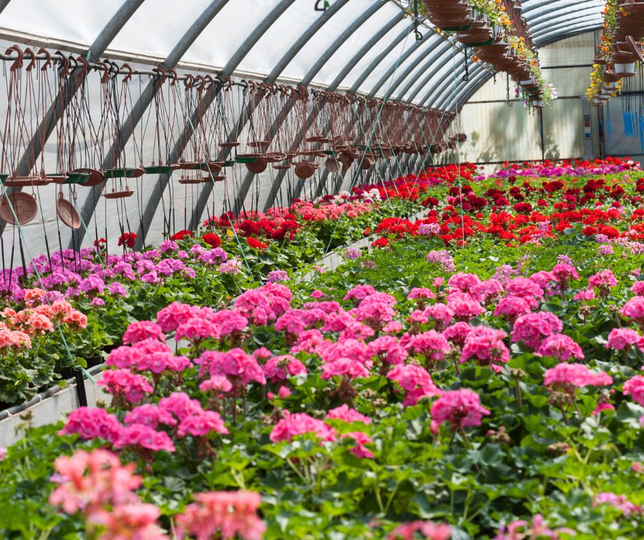Serra piena di gerani colorati. Coltivazione e cura delle piante in ambiente protetto. Home_serra.