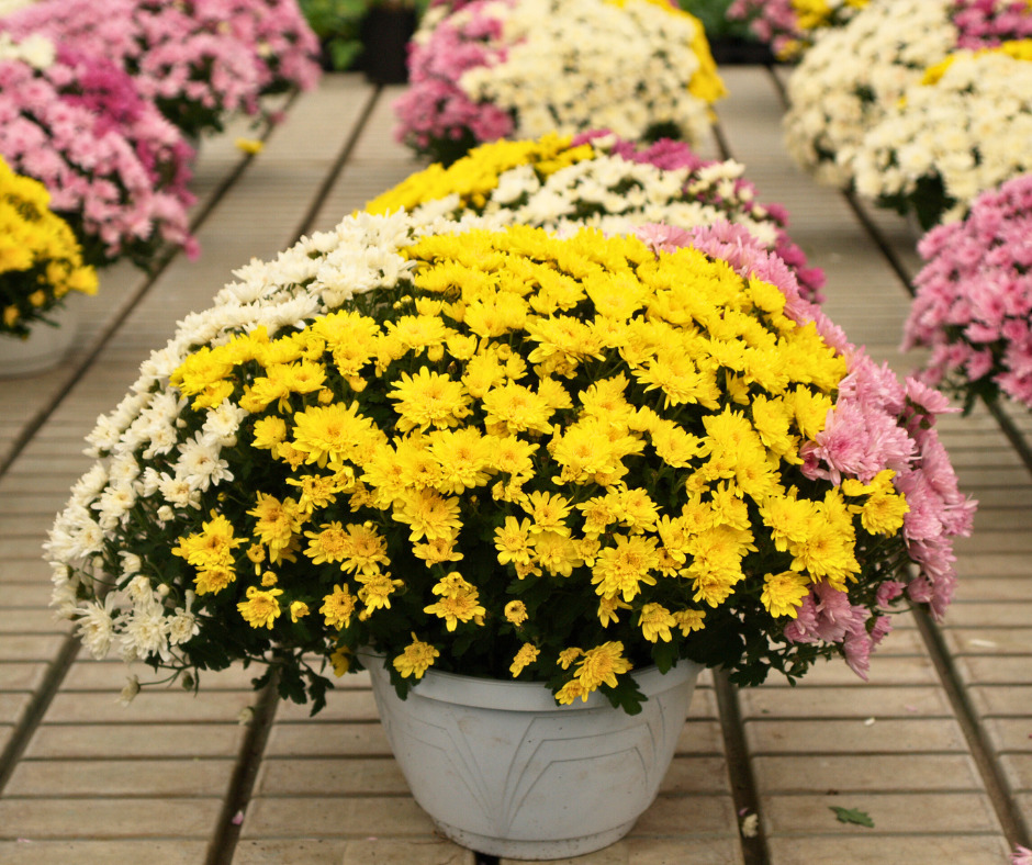 Vaso di crisantemi colorati, giallo, bianco e rosa. Decorazione floreale per borgo, atmosfera accogliente.