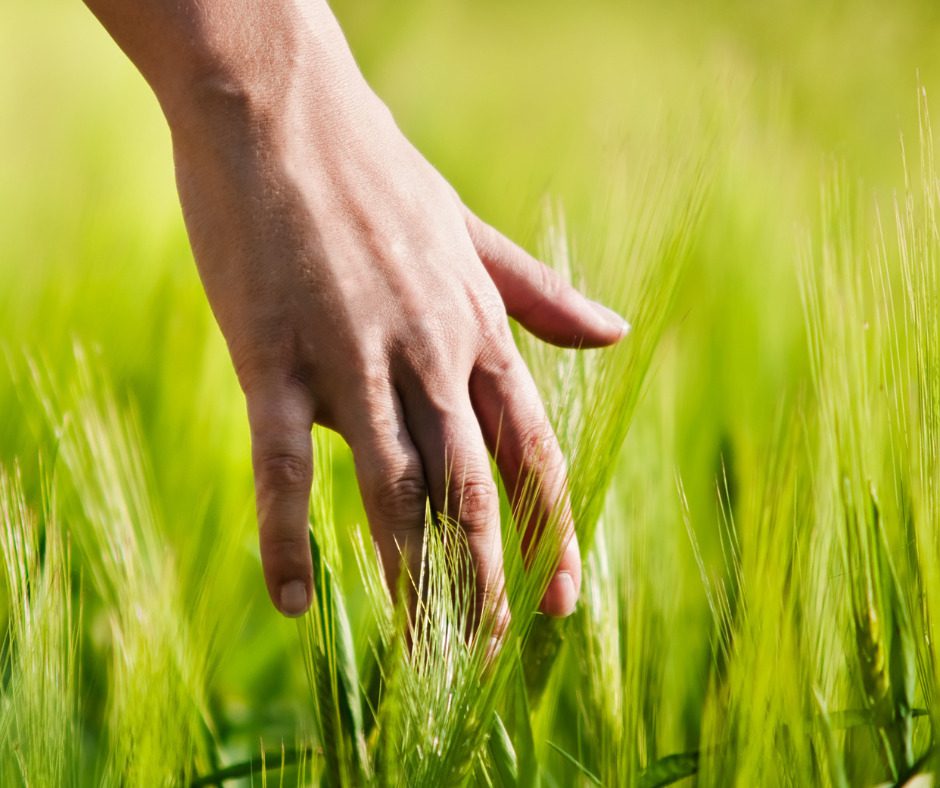Mano che tocca delicatamente le spighe verdi nel campo. Il progetto per un futuro sostenibile.