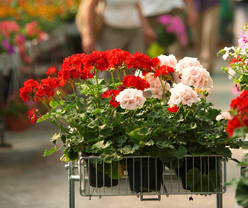 Gerani rossi e rosa in serra, fiori colorati in vivaio. Serra-2.jpg