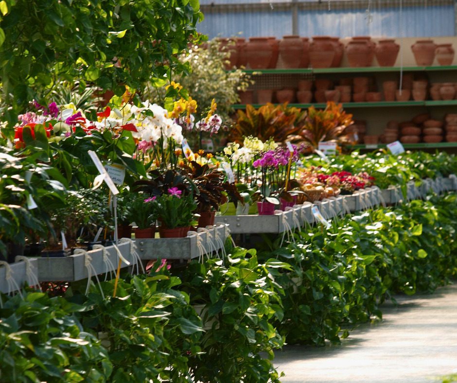 Serra floricoltura: esposizione di piante e fiori colorati in vendita. Vivaio Serra-4.